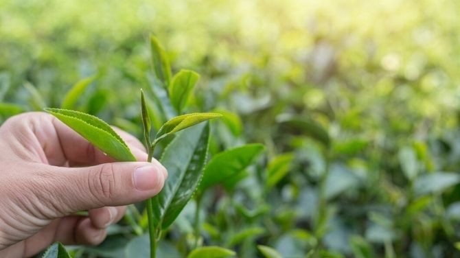 The Green Tea Market in Sri Lanka - Unveiling Prices and Factors
