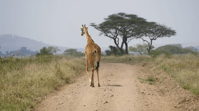 Planning Your Dream Safari? Discover Tanzania's Best-Kept Wildlife Secrets